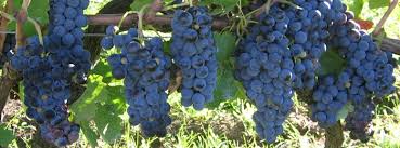 uve aglianico doc basilicata